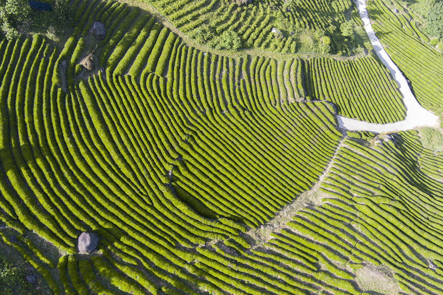 Aerial view of terraced green tea fields