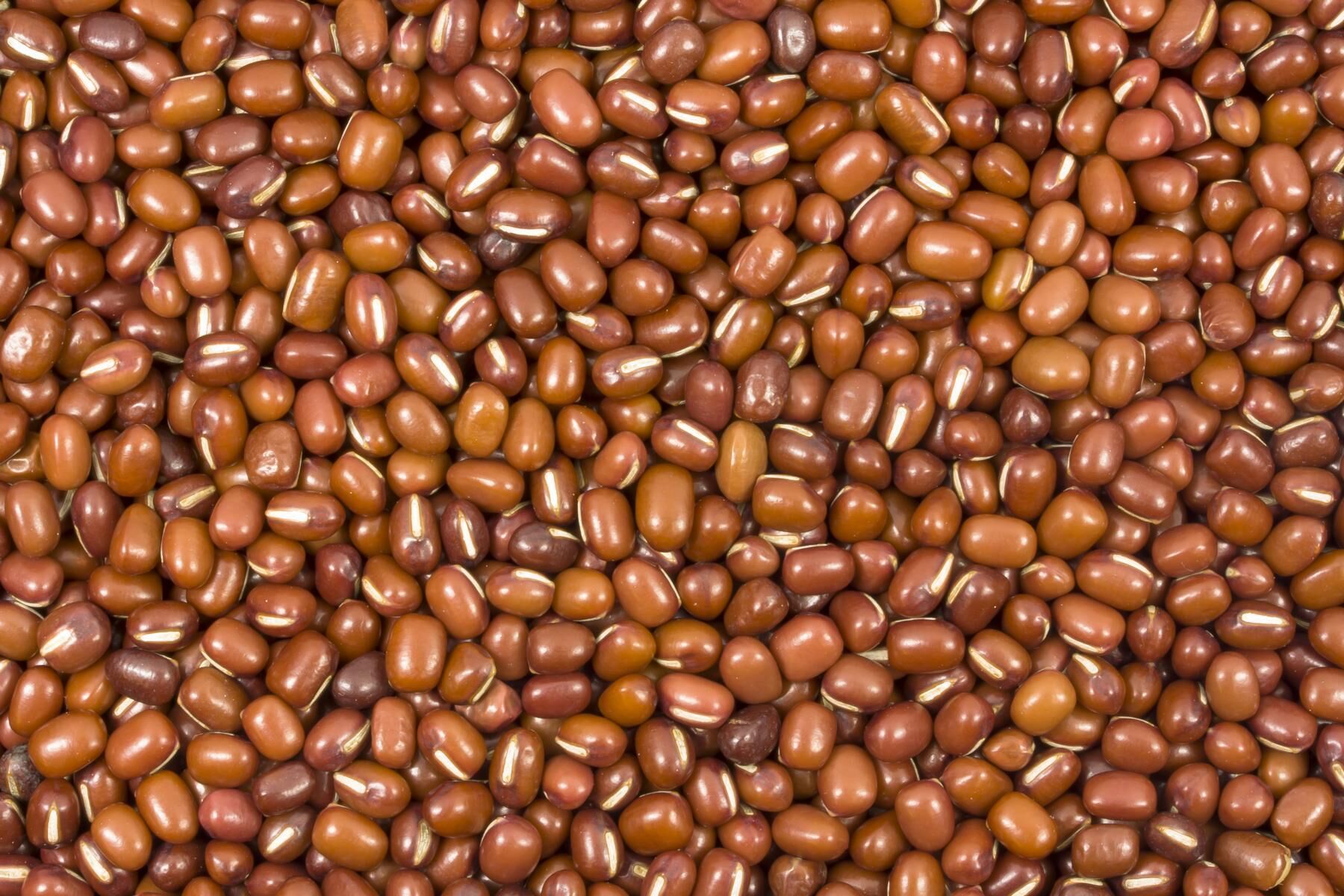 Azukibohnen bio 5kg – Nahaufnahme, süß-nussig