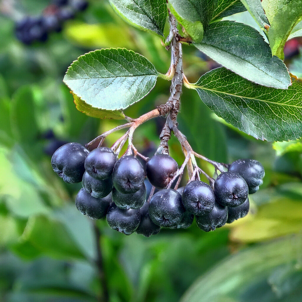 Close-up of ripe black chokeberries with leaves