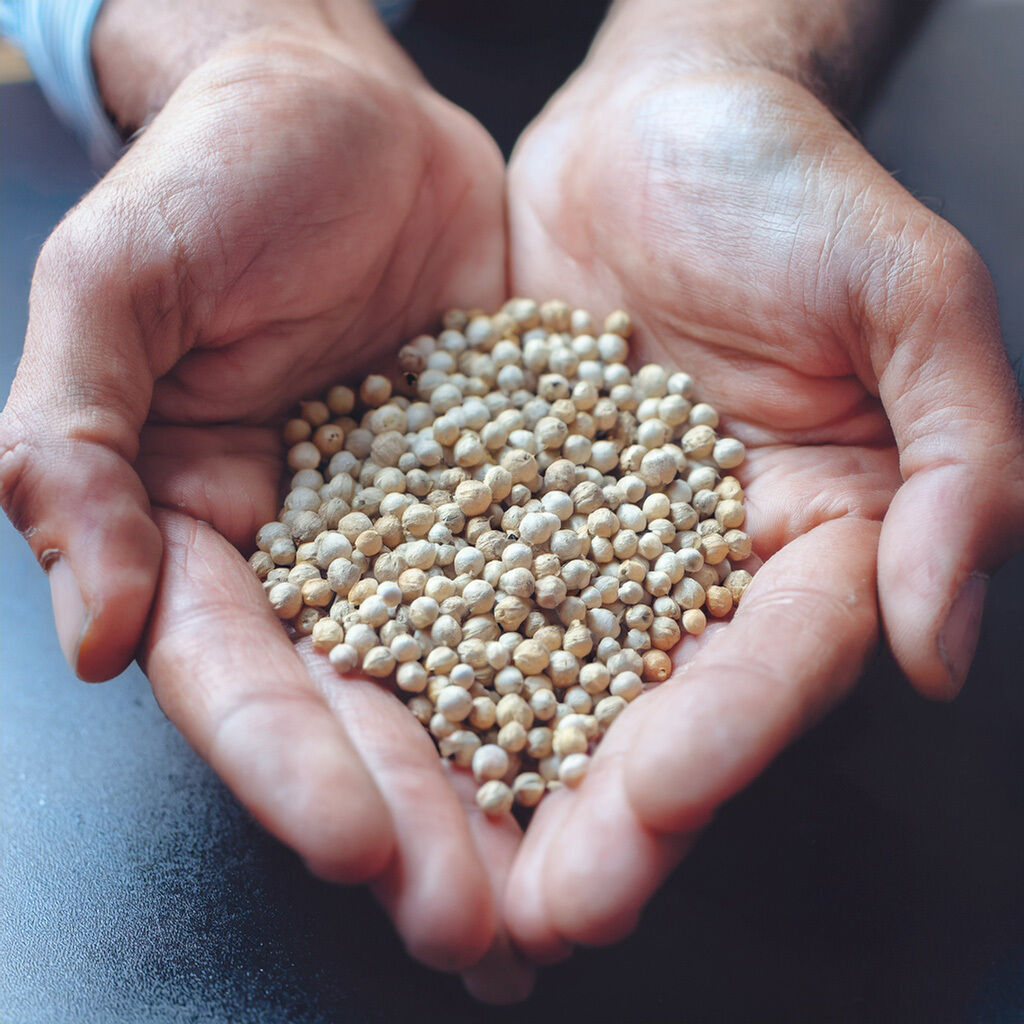 Close-up of hands filled with white peppercorns.