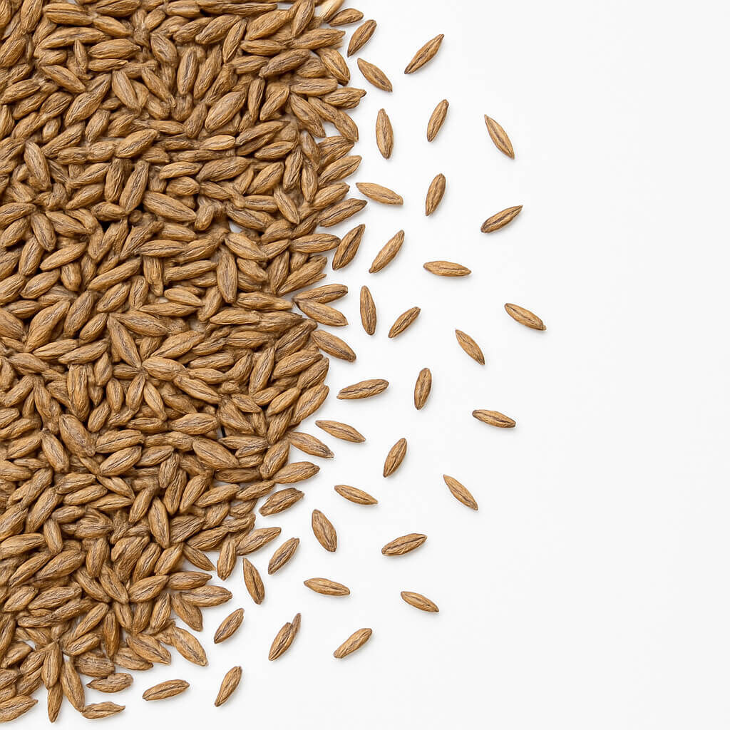 Close-up of whole barley grains scattered on white