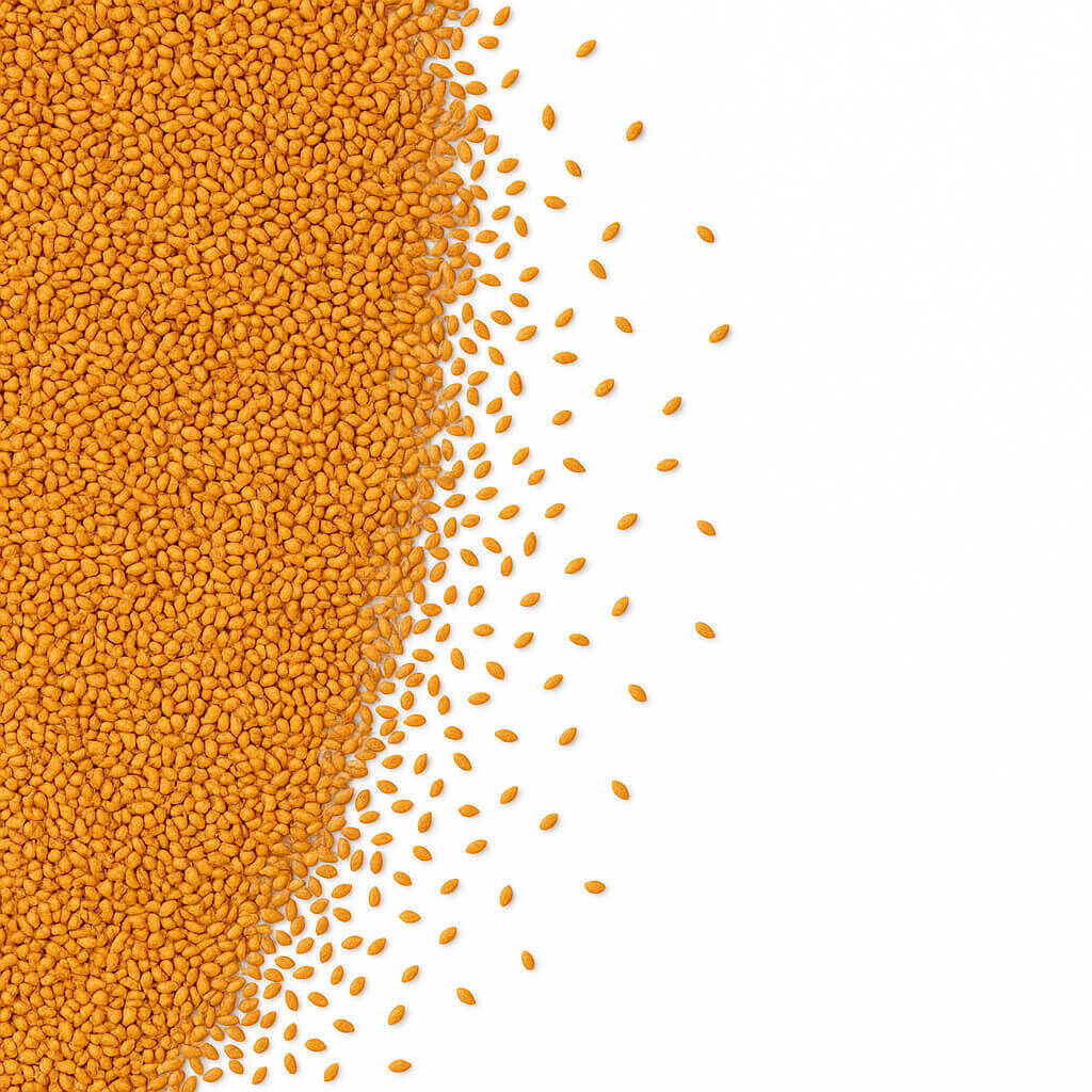 Close-up of golden sesame seeds spilled on white background