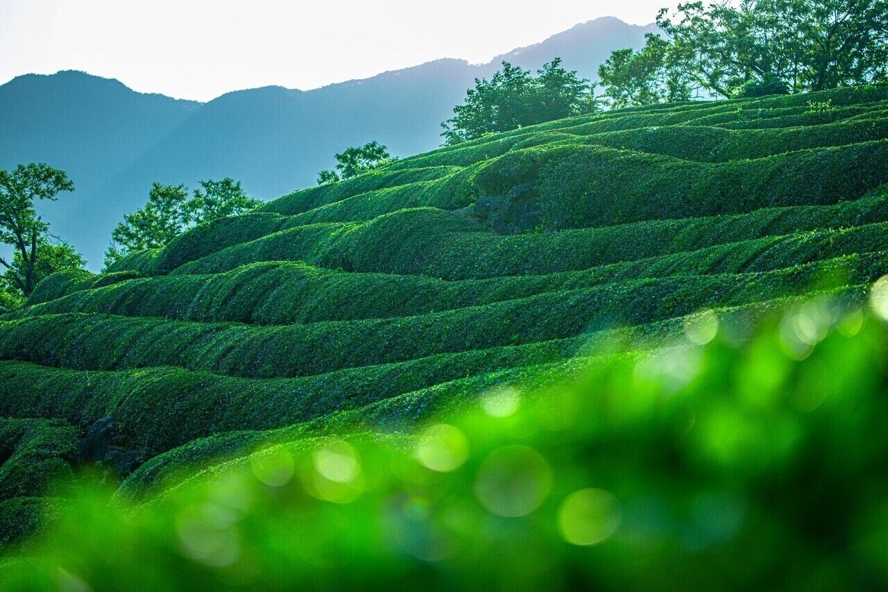 Terraced tea fields with mountains and green bokeh