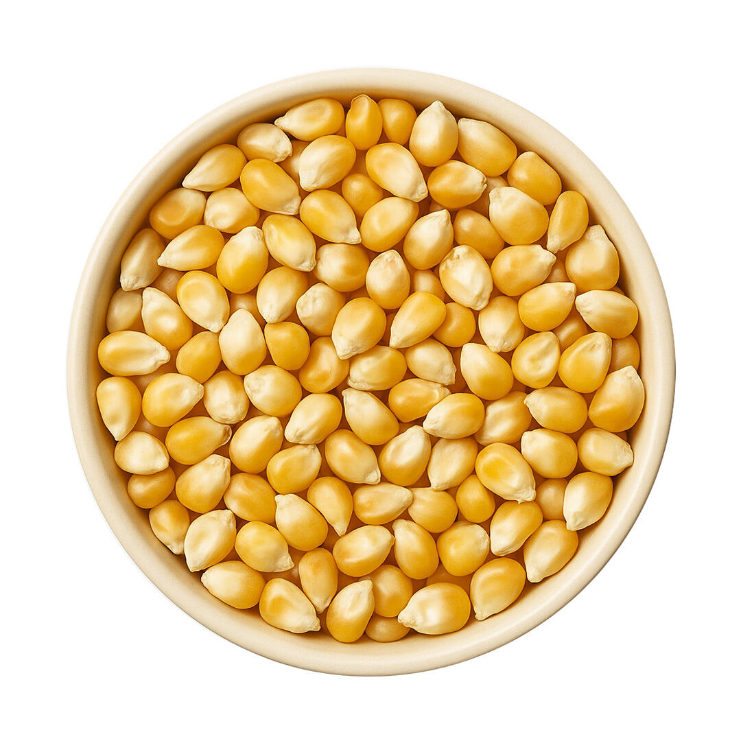 Popcornmais bio
