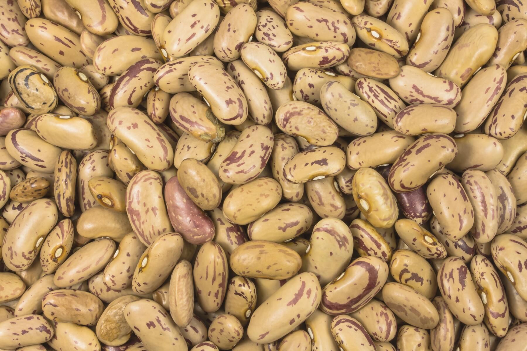 Bio Pintobohnen, getrocknet, herzhaft mild, 5kg