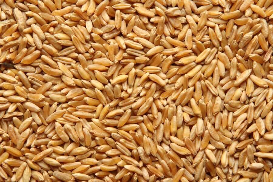 Organic KAMUT® Khorasan Wheat