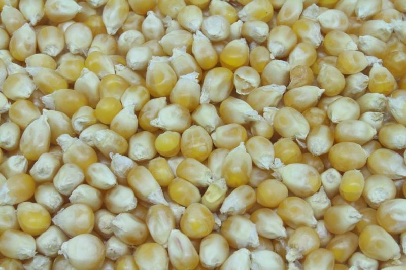 Organic Popcorn Corn