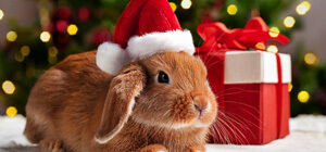 Brown rabbit wearing Santa hat next to red gift box