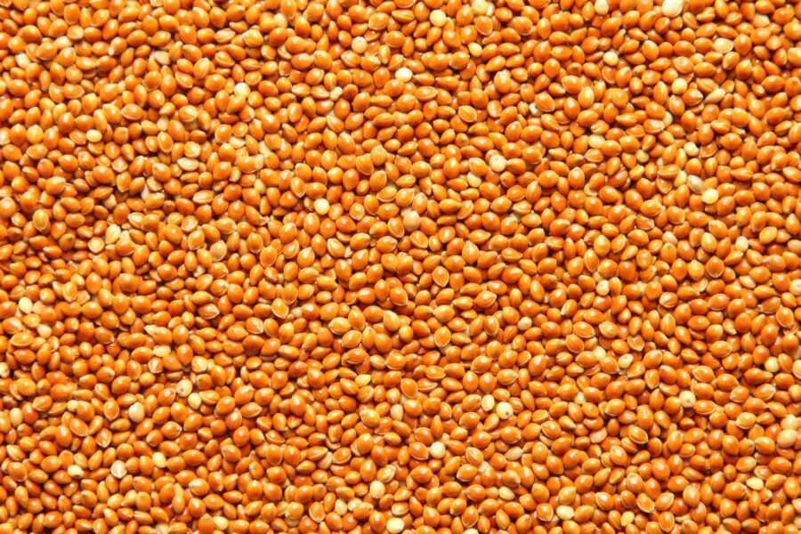 Organic Brown Millet