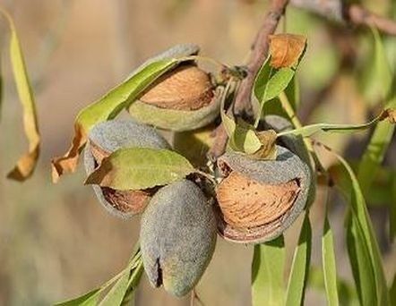 Close-up of almonds in shells on branch